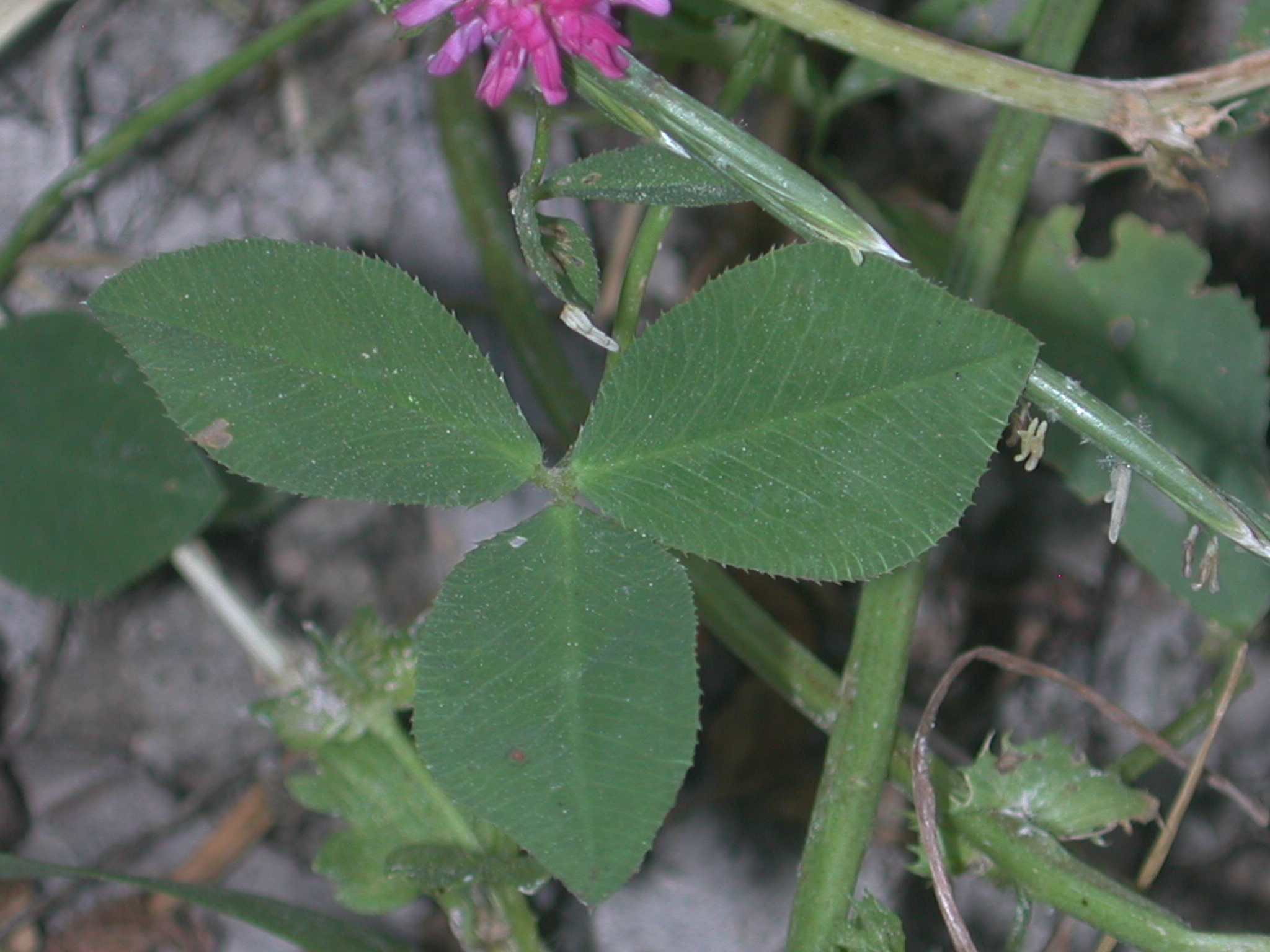 Trifolium clusii Gren et Godr.